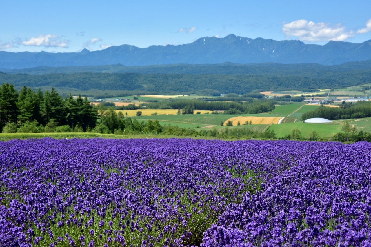 🏞️ 로쿠고 전망대 (로쿠고 텐보다이) 이미지 6